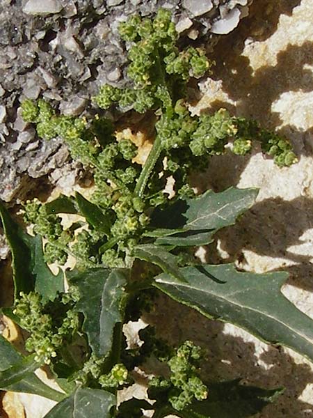 Chenopodium quinoa / Quinoa, Crete Heraklion 31.3.2015