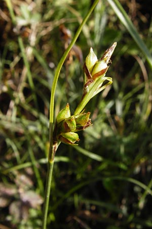 Carex halleriana \ Grundstielige Segge, Hallers Segge / Southern Sedge, Haller's Sedge, Kreta/Crete Arhanes, Jouhtas 30.3.2015