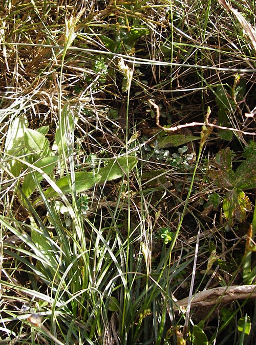 Carex halleriana \ Grundstielige Segge, Hallers Segge / Southern Sedge, Haller's Sedge, Kreta/Crete Arhanes, Jouhtas 30.3.2015