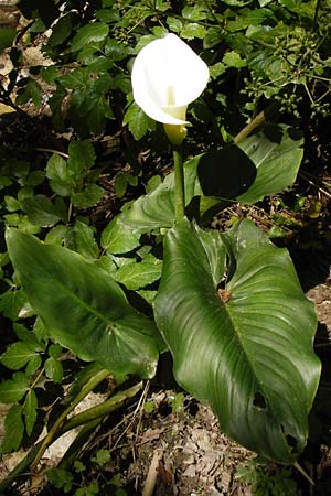 Zantedeschia aethiopica \ Gewhnliche Calla, Zimmer-Calla / Calla Lily, Arum Lily, Kreta/Crete Knossos 1.4.2015