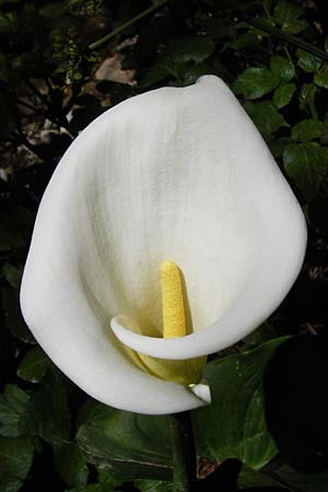 Zantedeschia aethiopica / Calla Lily, Arum Lily, Crete Knossos 1.4.2015