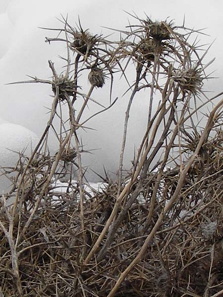 Carlina curetum \ Dornige Eberwurz, Kretische Golddistel / Cretan Carline Thistle, Kreta/Crete Ideon Andron 2.4.2015