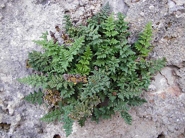 Oeosporangium pteridioides subsp. acrosticum \ Mauer-Pelzfarn, Mauer-Lippenfarn, Kreta Kritsa 11.4.2015