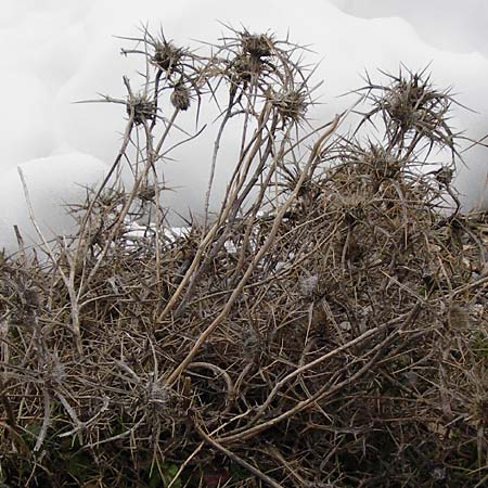 Carlina curetum \ Dornige Eberwurz, Kretische Golddistel / Cretan Carline Thistle, Kreta/Crete Ideon Andron 2.4.2015