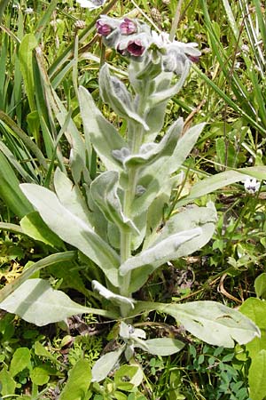 Cynoglossum columnae \ Colonna-Hundszunge / Colonna Hound's-Tongue, Kreta/Crete Spili 5.4.2015