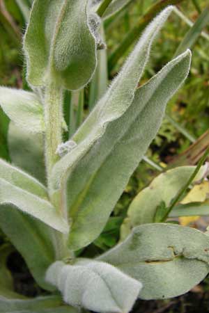 Cynoglossum columnae \ Colonna-Hundszunge, Kreta Spili 5.4.2015