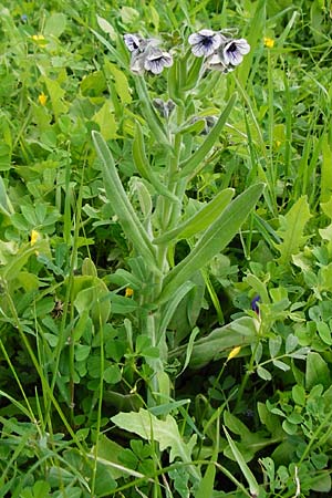 Cynoglossum creticum \ Kretische Hundszunge, Kreta Kavousi 11.4.2015