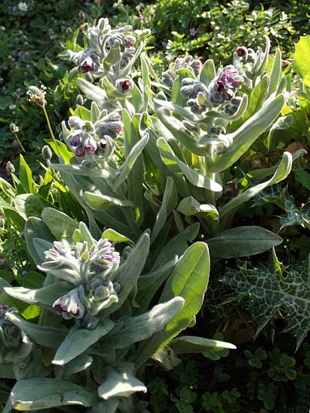 Cynoglossum columnae \ Colonna-Hundszunge, Kreta Arhanes, Jouhtas 30.3.2015