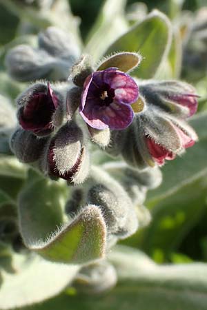 Cynoglossum columnae \ Colonna-Hundszunge, Kreta Arhanes, Jouhtas 30.3.2015