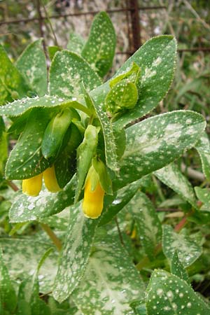 Cerinthe retorta \ Verdrehte Wachsblume / Twisted Honeywort, Greek Cerinthe, Kreta/Crete Plakias 6.4.2015