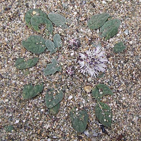 Centaurea aegialophila \ gis-Flockenblume, Kreta Vai 9.4.2015