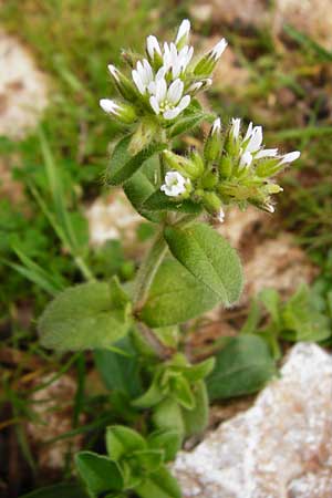 Cerastium glomeratum \ Knuel-Hornkraut / Sticky Mouse-Ear, Kreta/Crete Aradena - Schlucht / Gorge 4.4.2015