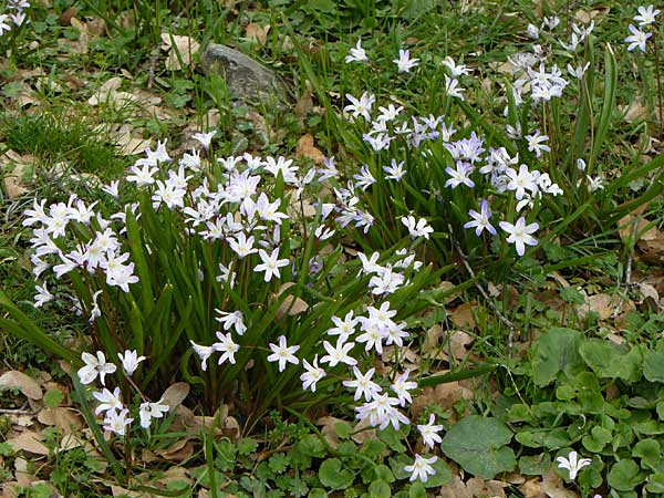 Chionodoxa albescens \ Weißliche Sternhyazinthe / Whitish Glory of the Snow, Kreta/Crete Ideon Andron 2.4.2015