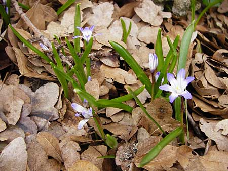 Scilla nana subsp. albescens \ Weiliche Sternhyazinthe / Whitish Glory of the Snow, Kreta/Crete Ideon Andron 2.4.2015