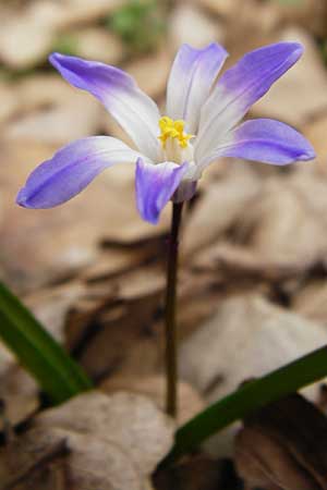 Scilla nana subsp. albescens \ Weiliche Sternhyazinthe / Whitish Glory of the Snow, Kreta/Crete Ideon Andron 2.4.2015