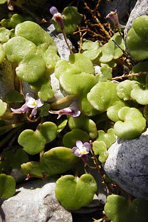 Cymbalaria longipes \ Langstieliges Zimbelkraut / Long-peduncle Toadflax, Kreta/Crete Moni Kapsa 10.4.2015