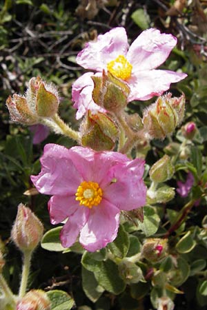 Cistus parviflorus \ Kleinbltige Zistrose / Small-Flowered Rock-Rose, Kreta/Crete Vai 9.4.2015