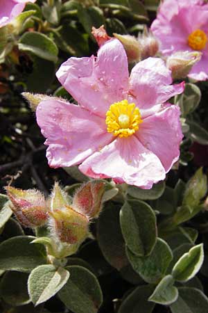 Cistus parviflorus / Small-Flowered Rock-Rose, Crete Vai 9.4.2015