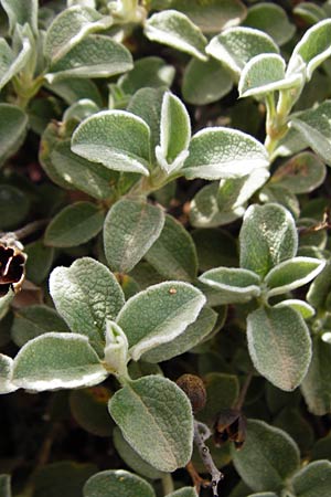 Cistus parviflorus / Small-Flowered Rock-Rose, Crete Vai 9.4.2015