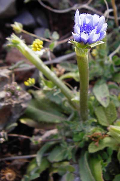 Cichorium pumilum \ Kleine Wegwarte, Kreta Moni Kapsa 10.4.2015