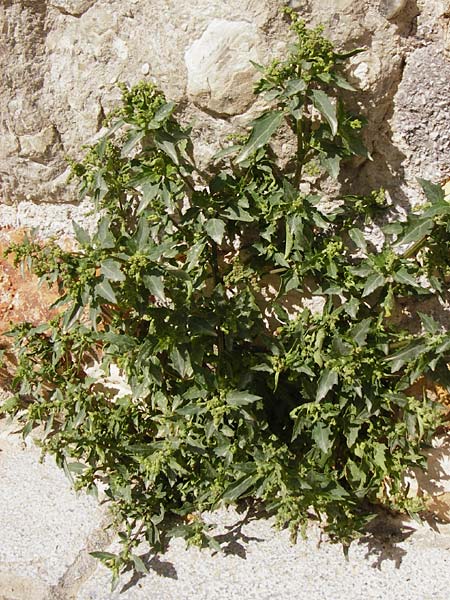 Chenopodium quinoa \ Reismelde, Inka-Reis, Kreta Heraklion 31.3.2015