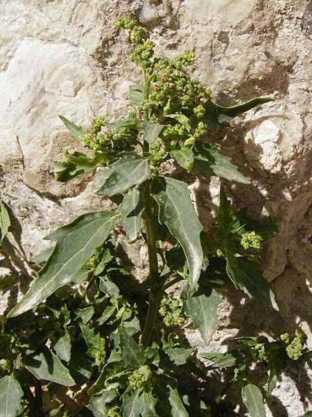 Chenopodium quinoa \ Reismelde, Inka-Reis / Quinoa, Kreta/Crete Heraklion 31.3.2015