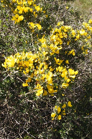 Calicotome villosa \ Behaarter Dorn-Ginster / Hairy Thorny Broom, Kreta/Crete Arhanes, Jouhtas 30.3.2015