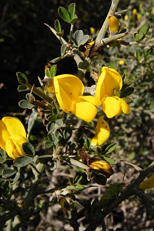 Calicotome villosa \ Behaarter Dorn-Ginster / Hairy Thorny Broom, Kreta/Crete Arhanes, Jouhtas 30.3.2015