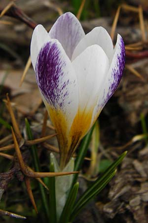 Crocus sieberi \ Siebers Krokus, Griechischer Zwerg-Krokus, Kreta Ideon Andron 2.4.2015