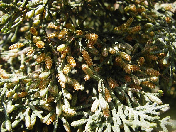 Cupressus sempervirens var. horizontalis / Mediterranean Cypress, Crete Preveli 3.4.2015