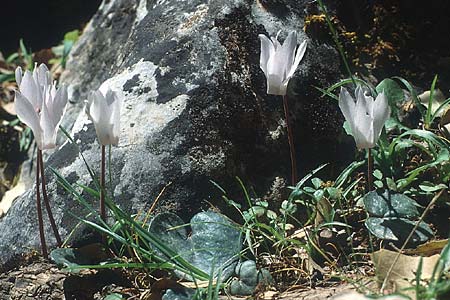 Cyclamen creticum \ Kretisches Alpenveilchen / Cretan Cyclamen, Cretan Sowbread, Kreta/Crete Kritsa 8.5.1991