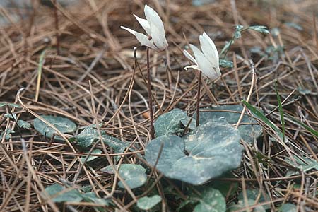 Cyclamen creticum \ Kretisches Alpenveilchen / Cretan Cyclamen, Cretan Sowbread, Kreta/Crete Thripti 23.4.2001