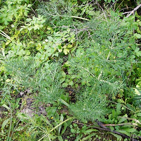 Thapsia garganica ? \ Gargano-Purgierdolde / Italian Thapsia, Kreta/Crete Kritsa 11.4.2015