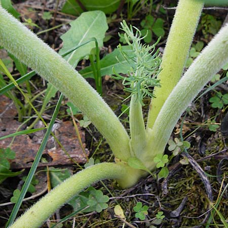 Thapsia garganica ? \ Gargano-Purgierdolde, Kreta Kritsa 11.4.2015