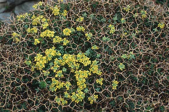Euphorbia acanthothamnos \ Dornbusch-Wolfsmilch / Greek Spiny Spurge, Kreta/Crete Ideon Andron 11.4.1990