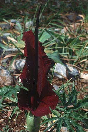 Dracunculus vulgaris \ Schlangenwurz, Drachenwurz, Kreta Zakros 13.4.1990