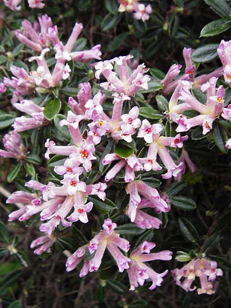 Daphne sericea \ Berg-Seidelbast / Silky Daphne, Kreta/Crete Thripti 10.4.2015