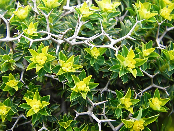 Euphorbia acanthothamnos \ Dornbusch-Wolfsmilch / Greek Spiny Spurge, Kreta/Crete Preveli 3.4.2015