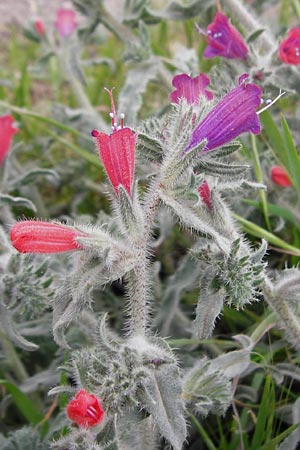 Echium angustifolium \ Schmalblttiger Natternkopf / Hispid Viper's Bugloss, Kreta/Crete Sitia 8.4.2015