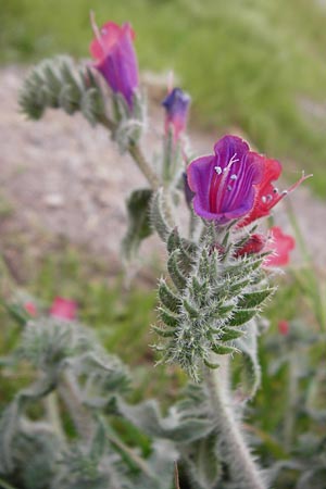 Echium angustifolium \ Schmalblttiger Natternkopf / Hispid Viper's Bugloss, Kreta/Crete Sitia 8.4.2015