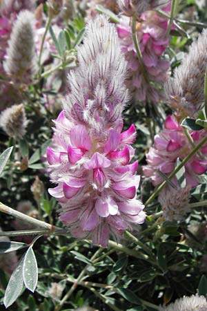 Ebenus cretica \ Kretischer Ebenholzstrauch, Kreta Pahia Ammos 11.4.2015