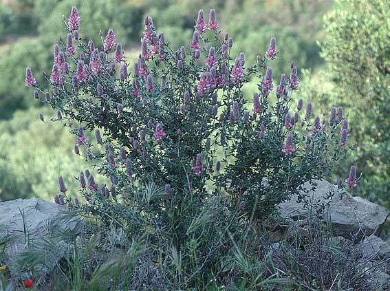 Ebenus cretica \ Kretischer Ebenholzstrauch, Kreta Afrati 24.4.2001