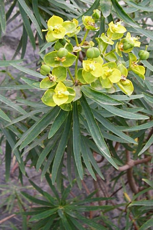 Euphorbia characias \ Palisaden-Wolfsmilch / Large Mediterranean Spurge, Kreta/Crete Spili 5.4.2015