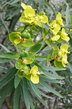Euphorbia characias / Large Mediterranean Spurge, Crete Spili 5.4.2015
