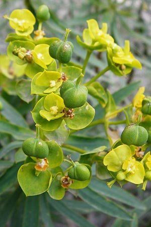 Euphorbia characias / Large Mediterranean Spurge, Crete Spili 5.4.2015