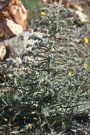 Echium italicum \ Italienischer Natternkopf / Italian Bugloss, Kreta/Crete Afrati 25.4.2001