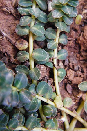 Euphorbia dimorphocaulon \ Zweigestaltige Wolfsmilch / Dimorphic Spurge, Kreta/Crete Arhanes, Jouhtas 30.3.2015