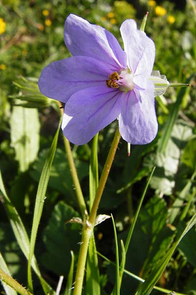 Erodium gruinum \ Reiherschnabel / Iranian Crane's-Bill, Kreta/Crete Agia Fotini 5.4.2015