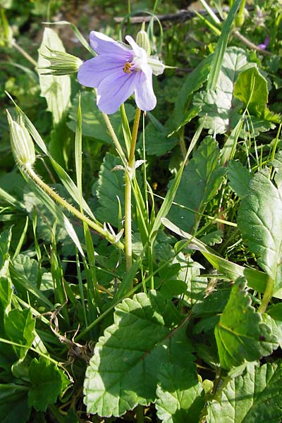 Erodium gruinum / Iranian Crane's-Bill, Crete Agia Fotini 5.4.2015