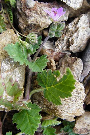 Erodium moschatum \ Moschus-Reiherschnabel, Kreta Vai 9.4.2015